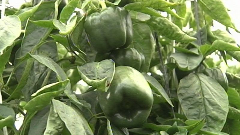 Los daños en la agricultura ocasionados por el frío podrían superar los 150 millones