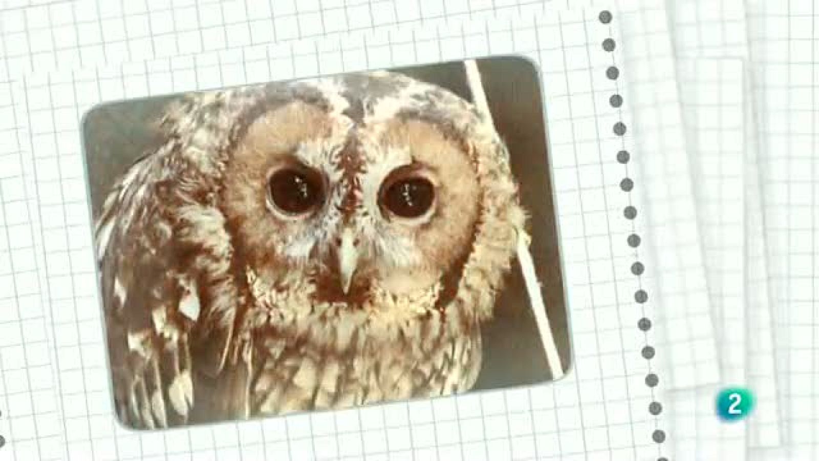 La aventura del saber. Cuaderno de Gaia: Árboles Ibéricos