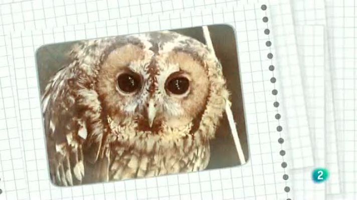 La aventura del Saber - Árboles Ibéricos