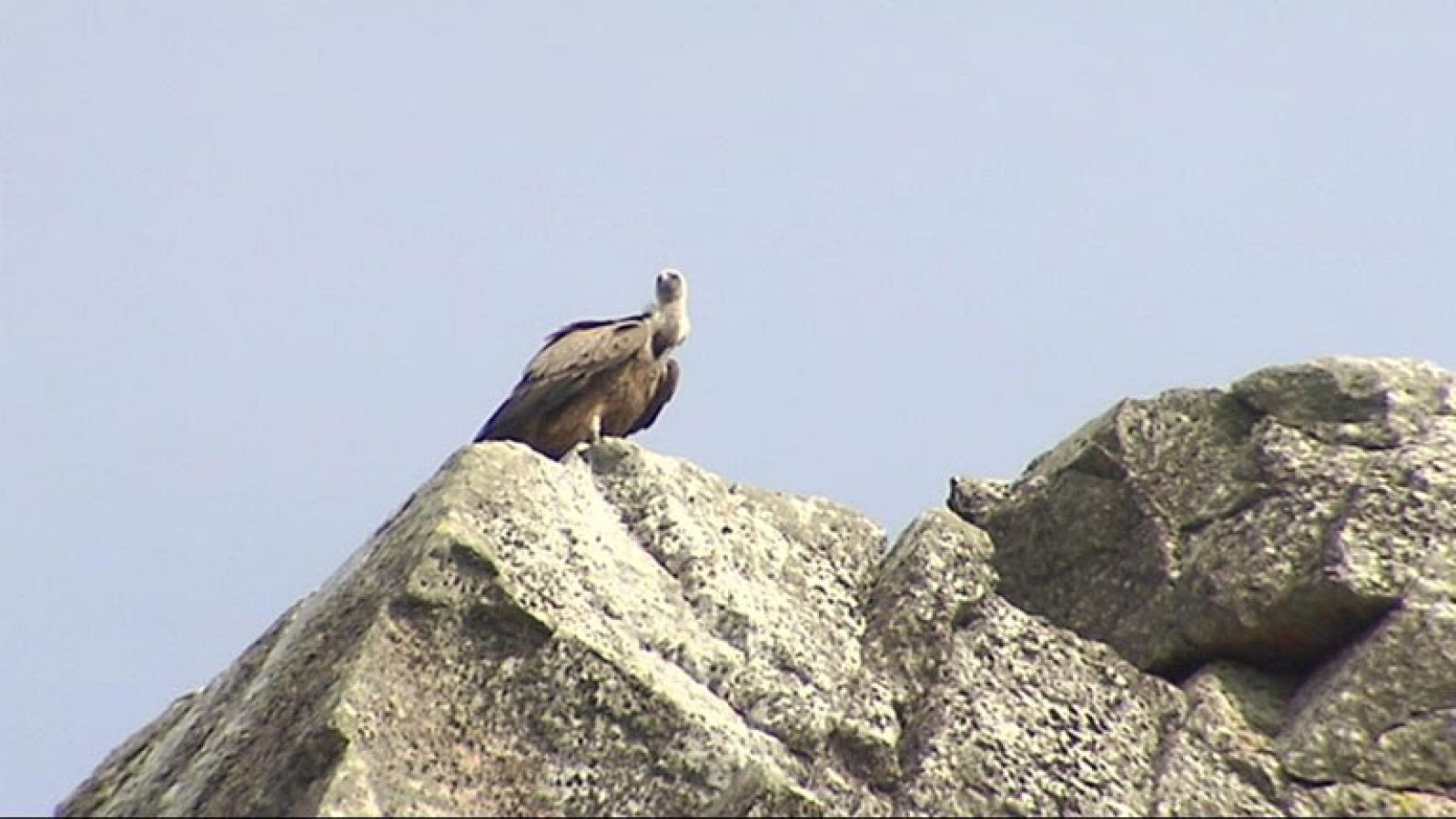Feria ornitológica en Monfragüe
