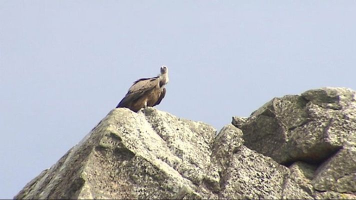 Telediario 1 - Pasión por las aves