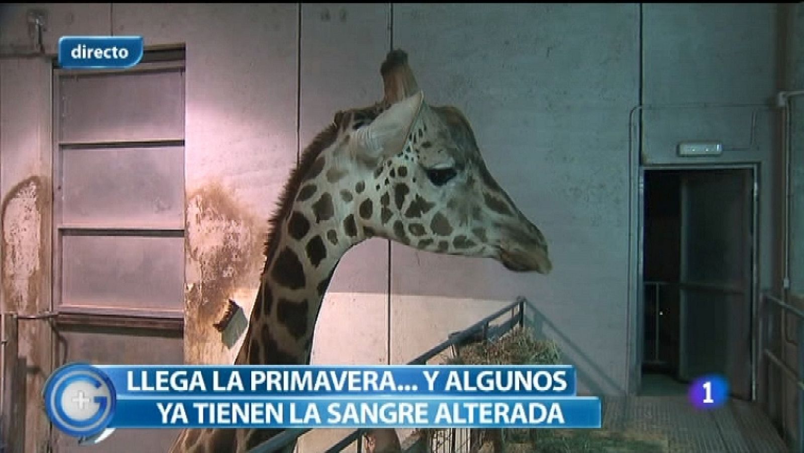 Más Gente - 04/03/12 - Ver ahora