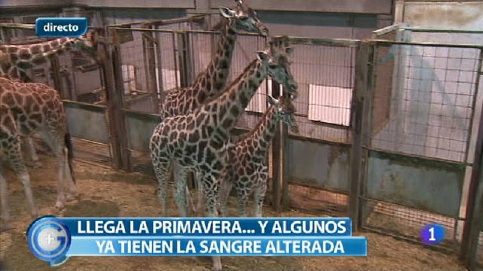 Más Gente - La primavera, la sangre altera, también en el reino animal
