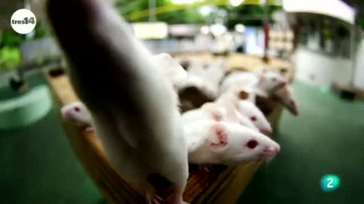 tres14 - La carne cruda