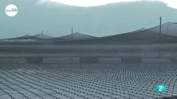 tres14 - Salmón transgénico