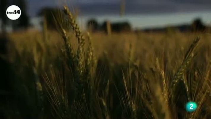 tres14 - La toxicidad del trigo