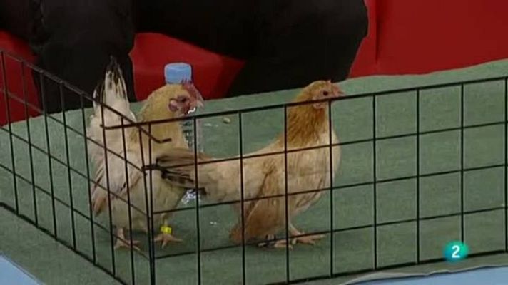 Para todos La 2 - Las gallinas más pequeñas del mundo