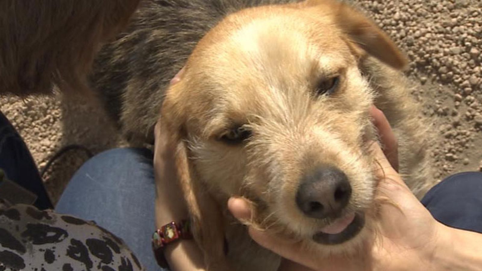 Terapia con perros para ayudar a jovenes con trastornos de alimentación y conducta