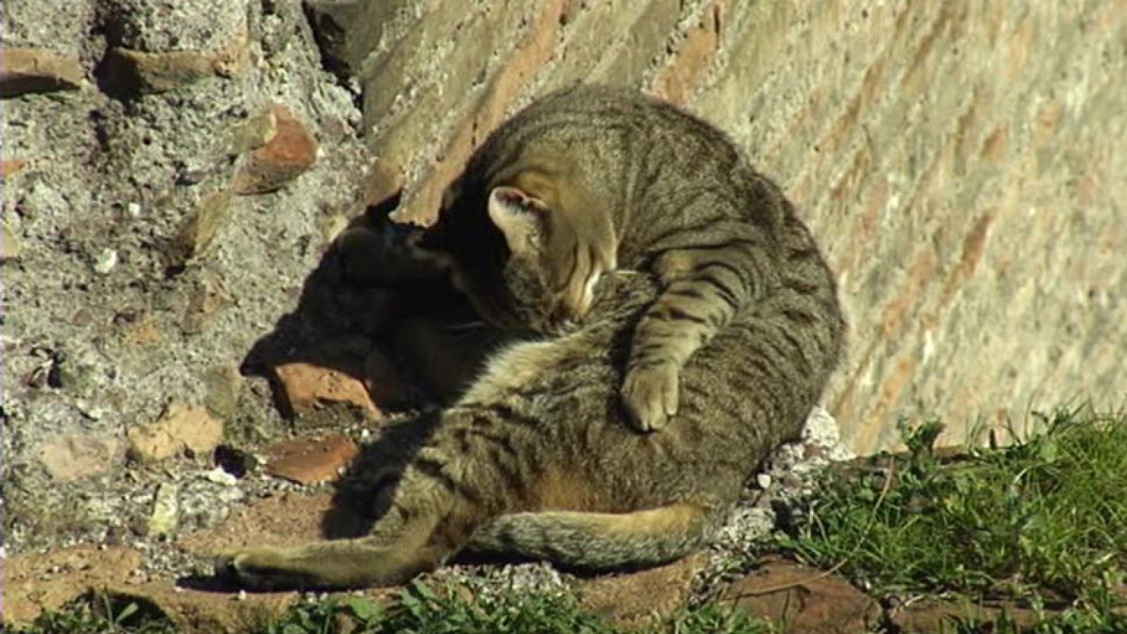 La historia de los gatos