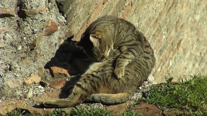 Telediario 1 - La historia de los gatos