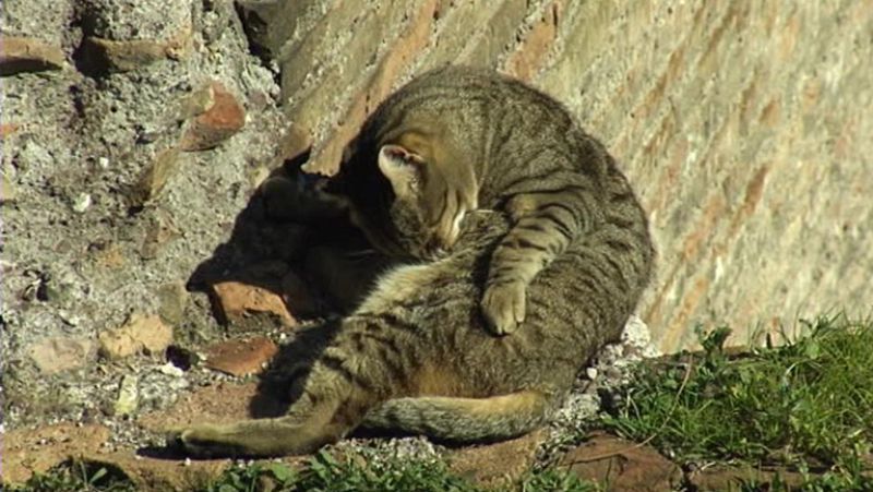 La historia de los gatos