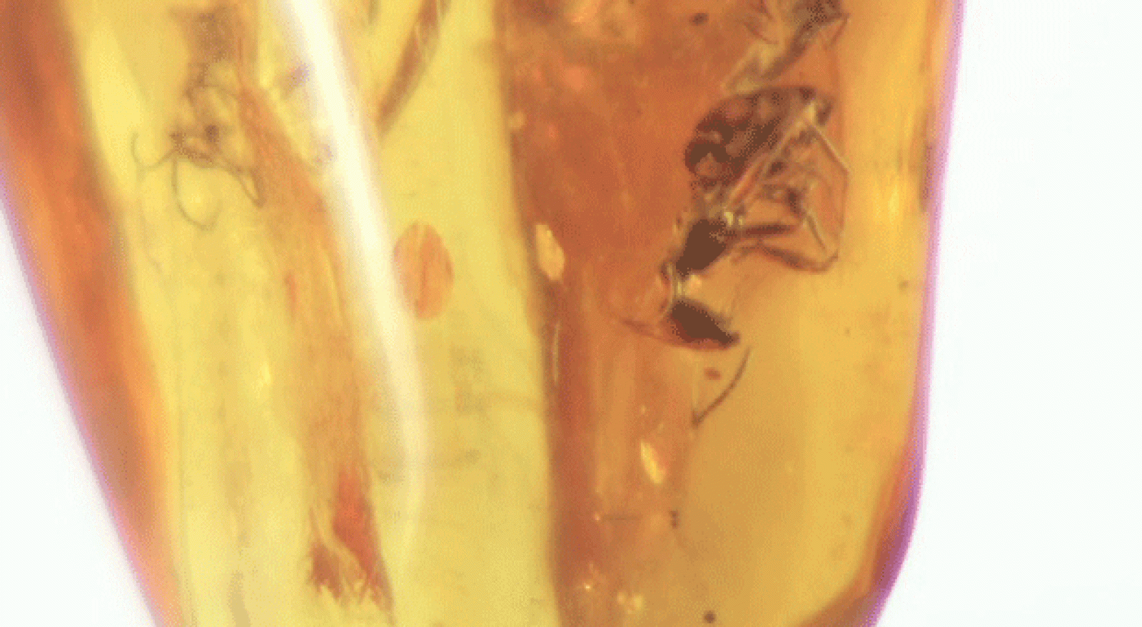 La aventura del saber. Cuaderno de Gaia: Fósiles