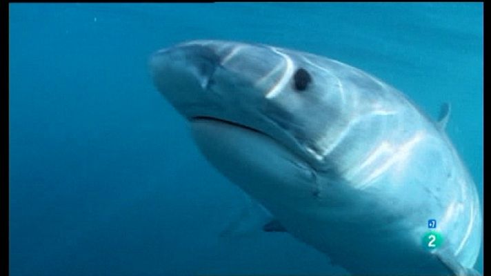 Grandes documentales - Los depredadores de los mares