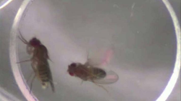 Ciencia y tecnología en Rtve.es - Las moscas de la fruta privadas de sexo se refugian en el alcohol