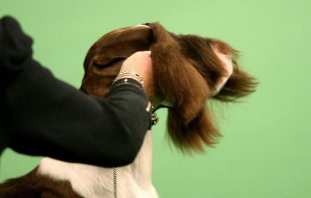 On Off - On Off: Belleza animal entre bambalinas