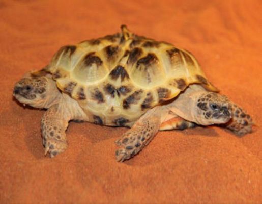 On Off - On Off: Dos son multitud