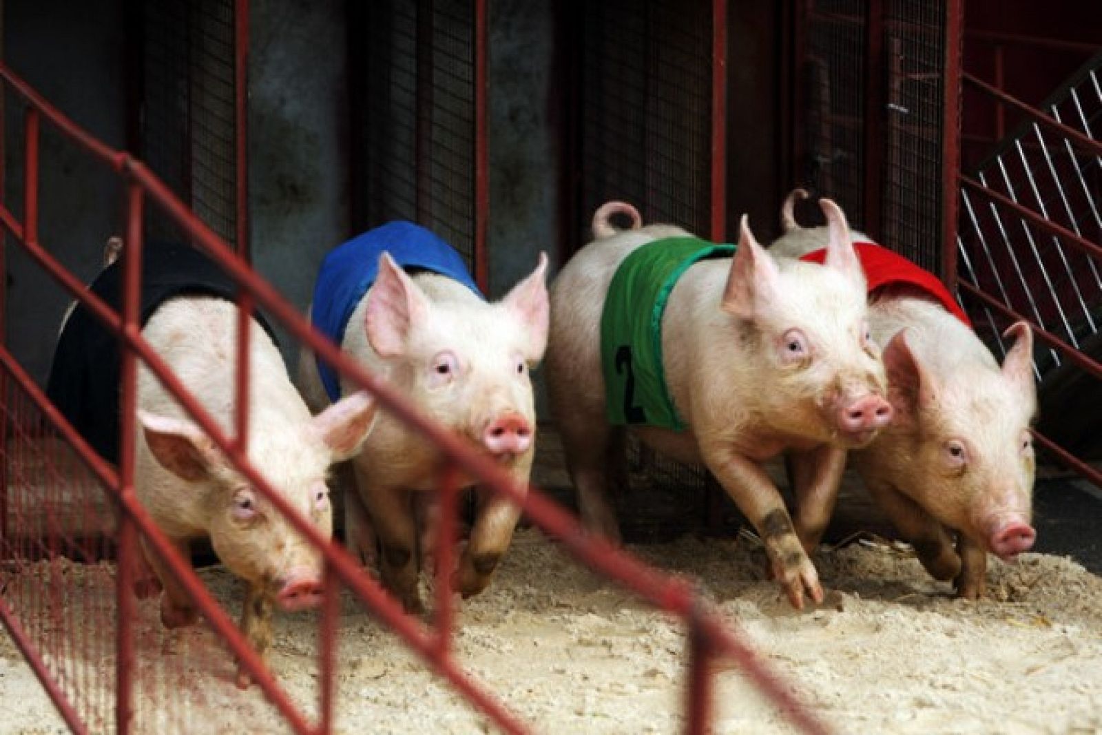 On Off: Cerdos a la carrera - On Off | Ver