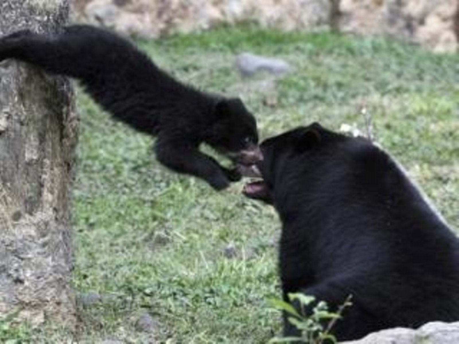 On Off: Nacimientos en el zoo de Cali - On Off | Ver