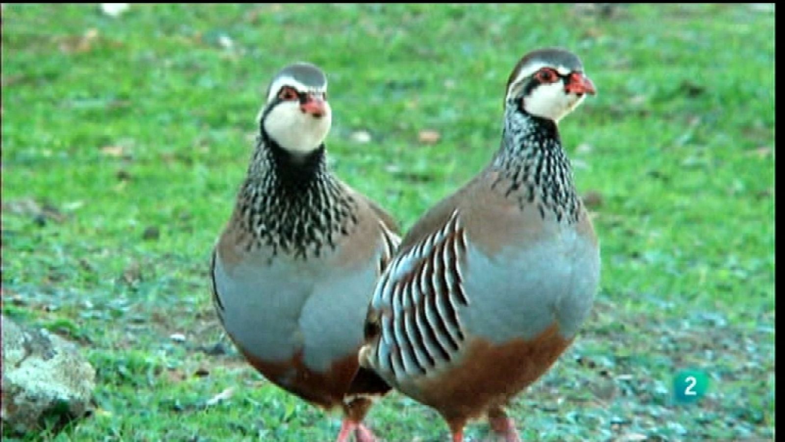 Jara y sedal - Gracias a todos - Ver ahora