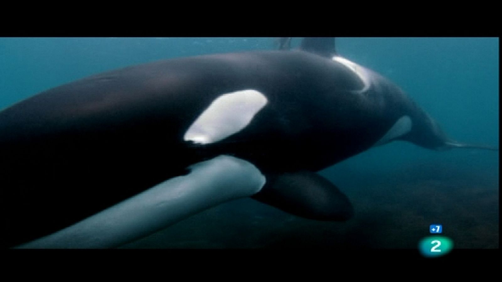 Grandes documentales - Orcas Asesinas - Ver ahora