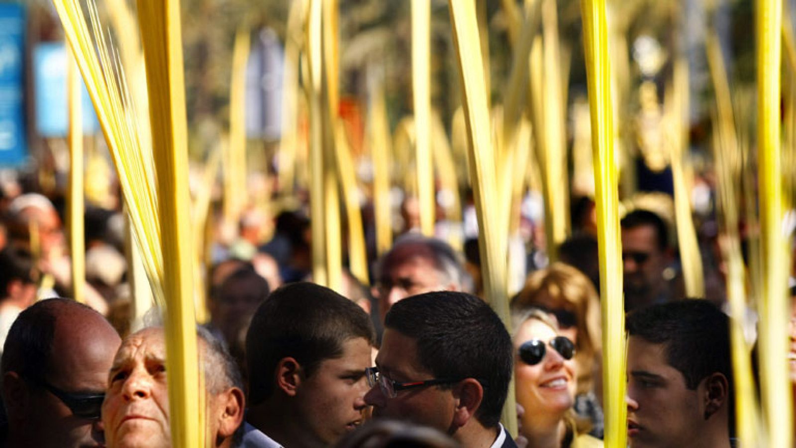 Las Palmas de Elche | Ver