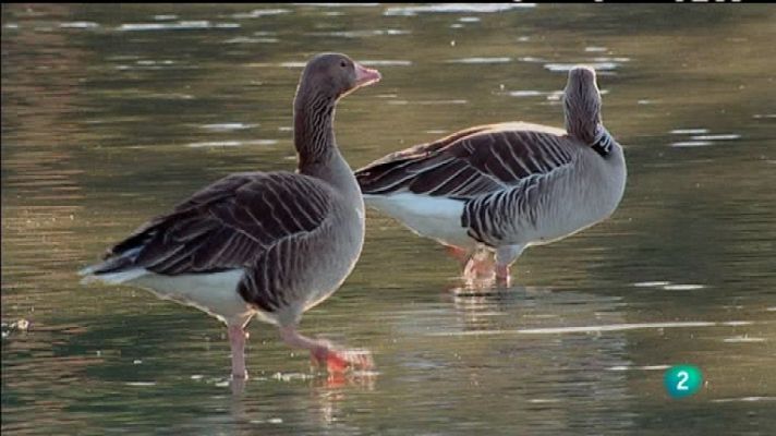 Biodiario - Biodiario - 01/04/12