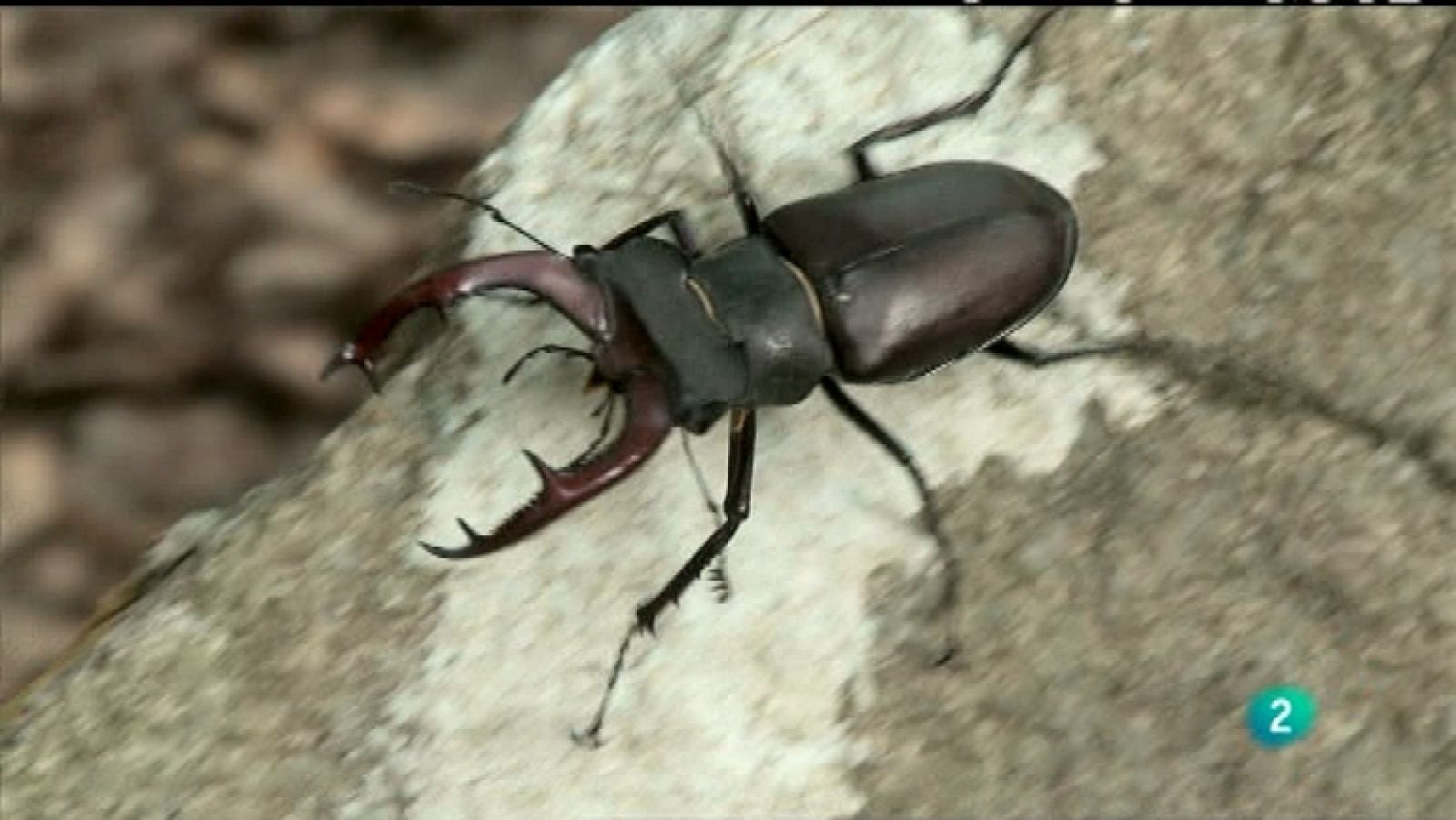 Biodiario - 03/04/12 - ver ahora