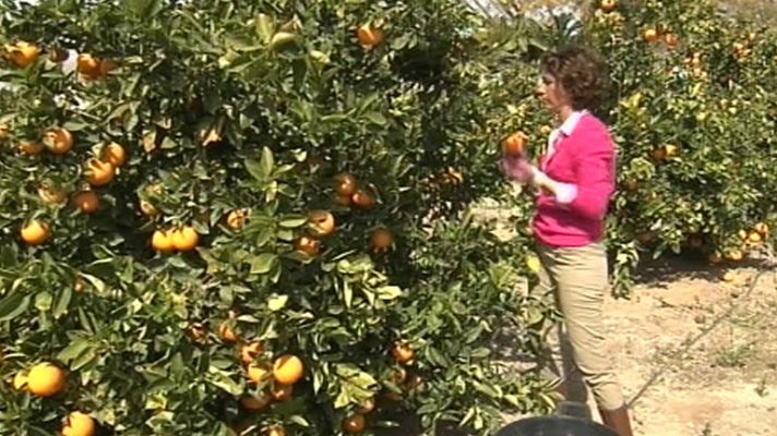 Telediario 1 - Clásicos apadrinamientos