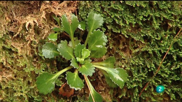 El escarabajo verde - Una mina en Pico Vello (2)