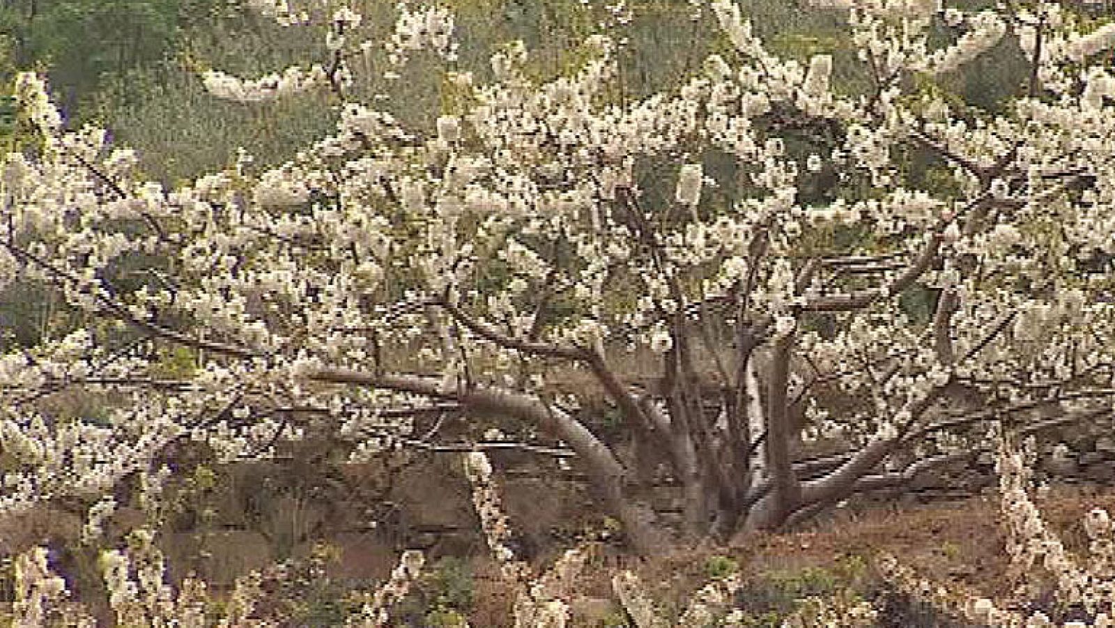 El cerezo en flor del Valle del Jerte