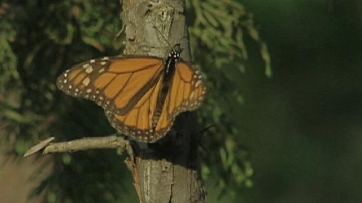 Telediario 1 - Disminución ejemplares mariposas