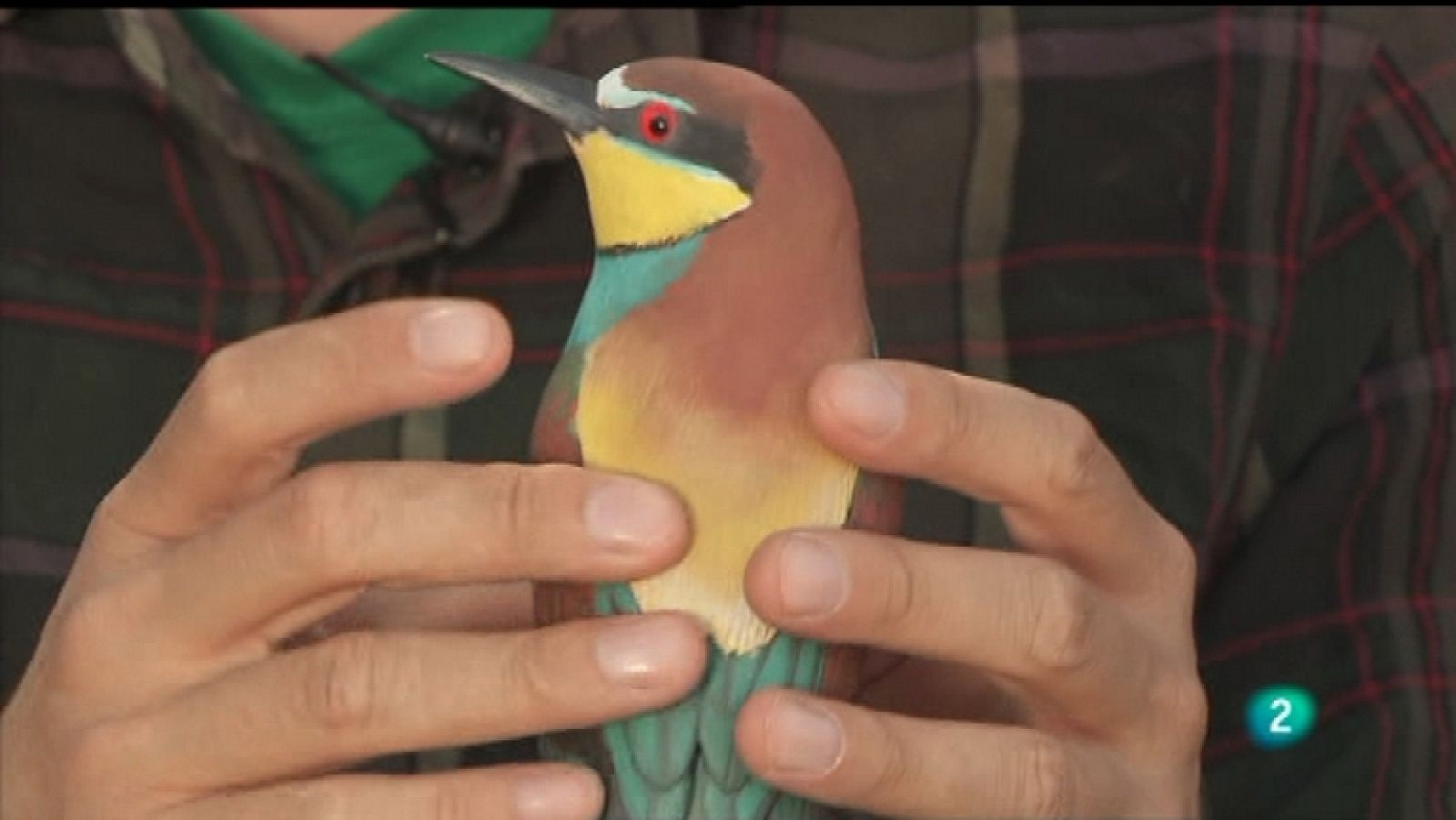 La aventura del saber - 09/04/12 - Ver ahora