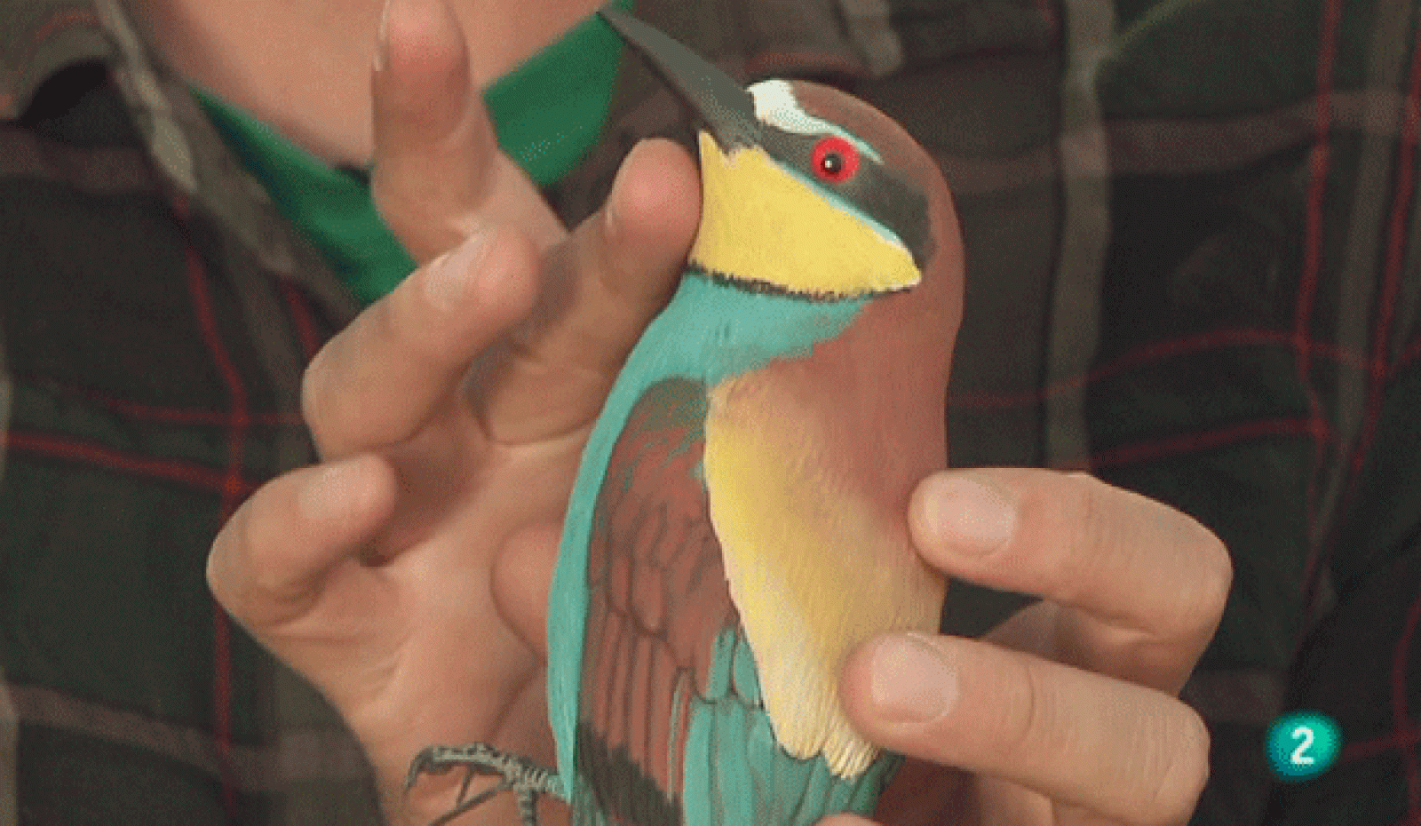 La aventura del saber. Cuaderno de Gaia: Aves urbanas