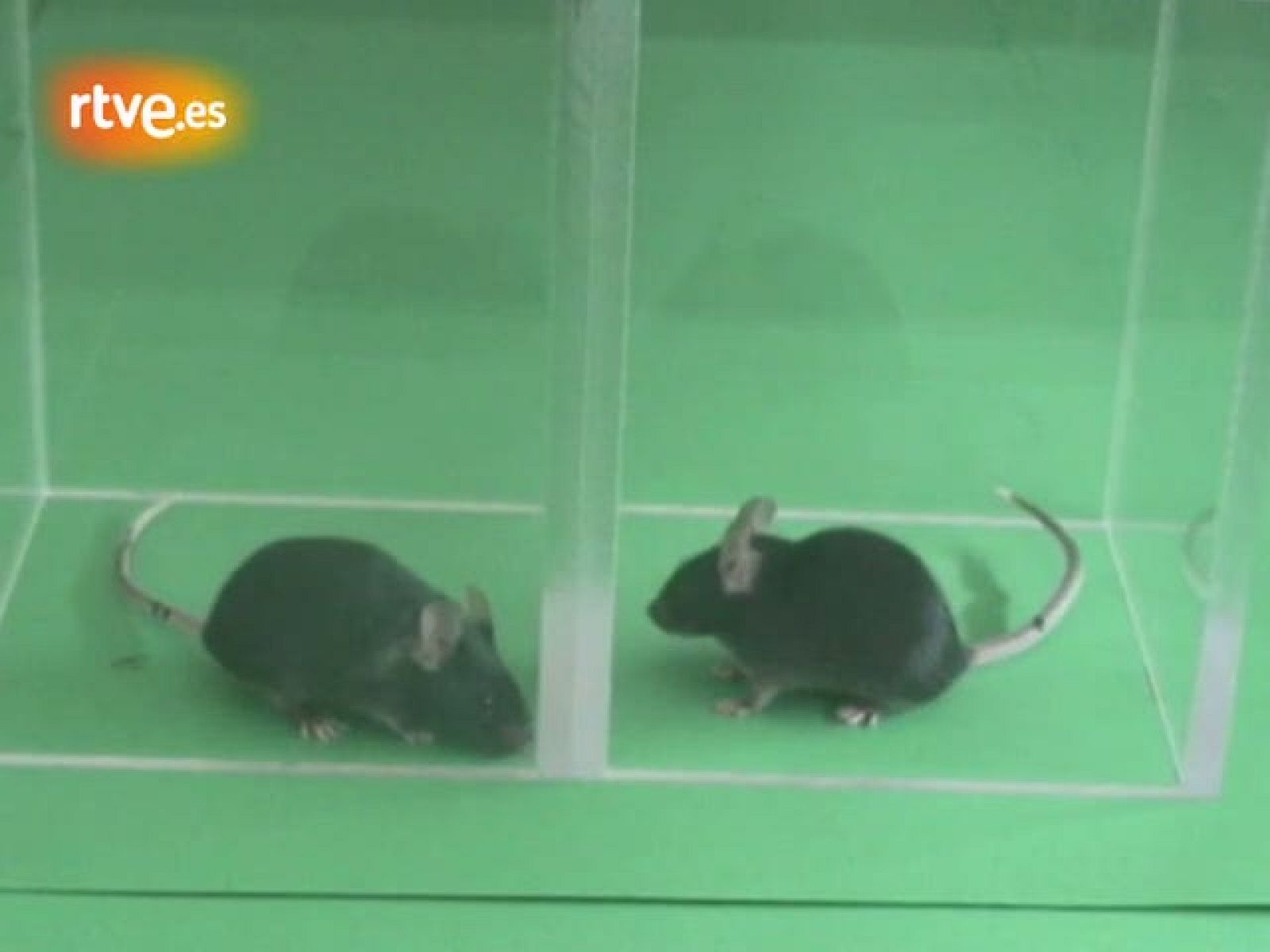 Neuronas específicas del picor