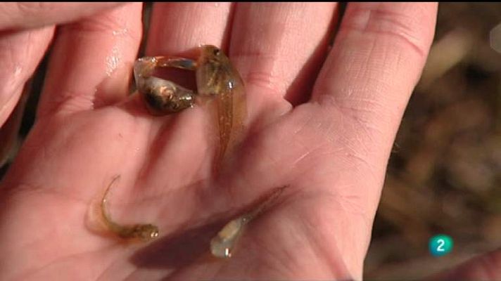 El escarabajo verde - El silencio de la charca