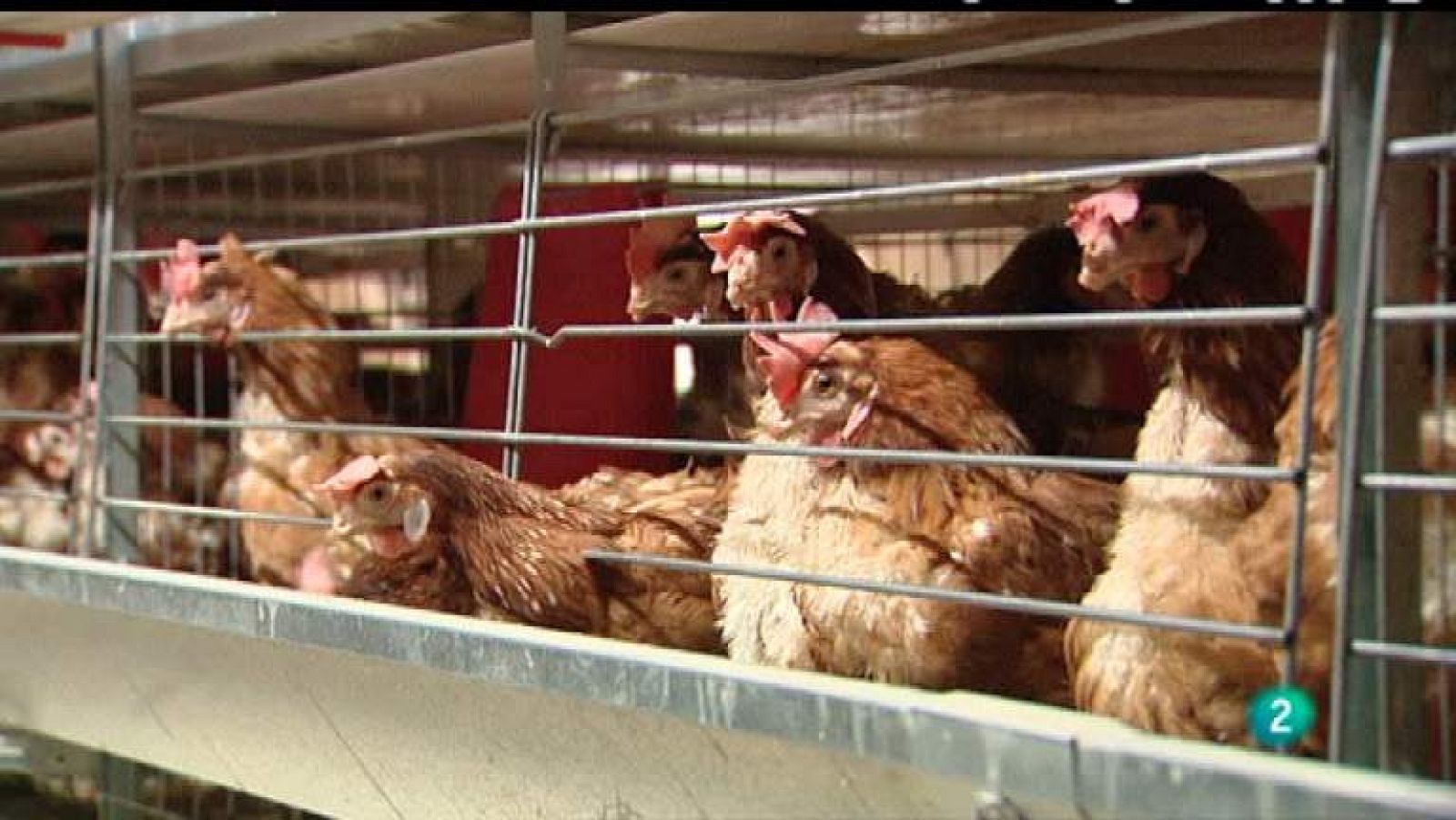 Agrosfera - 21/04/12 - Ver ahora