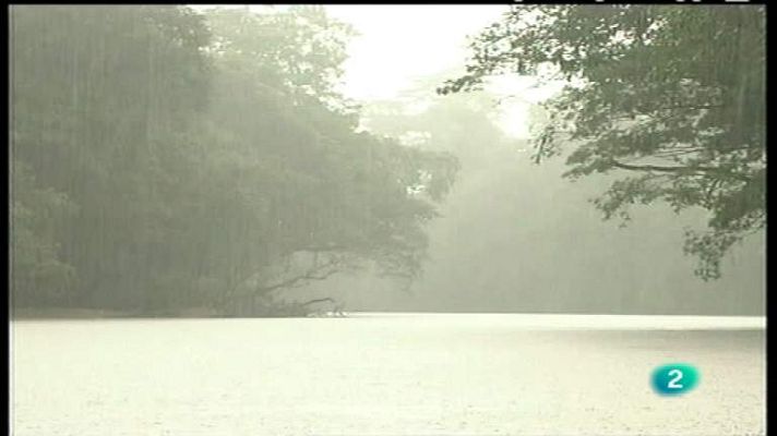 El bosque protector - El bosque tropical.