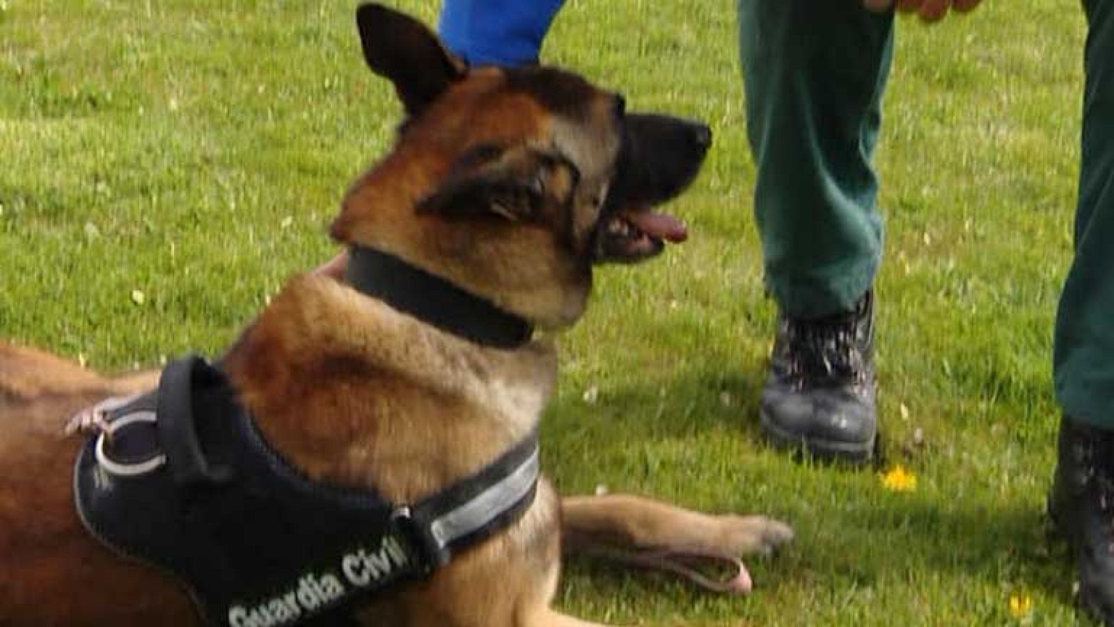 En Madrid, se encuentra la única escuela de la Guardia Civil en adiestramiento de perros