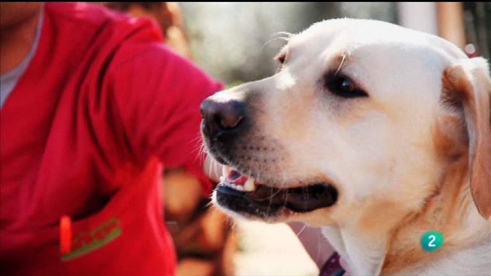 Más que perros y gatos - Capítulo 1