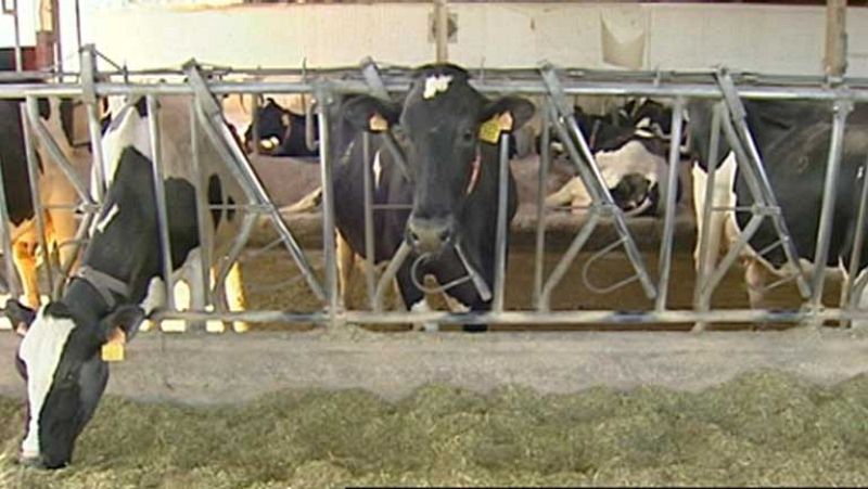 Las madres de alquiler llegan también al sector ganadero