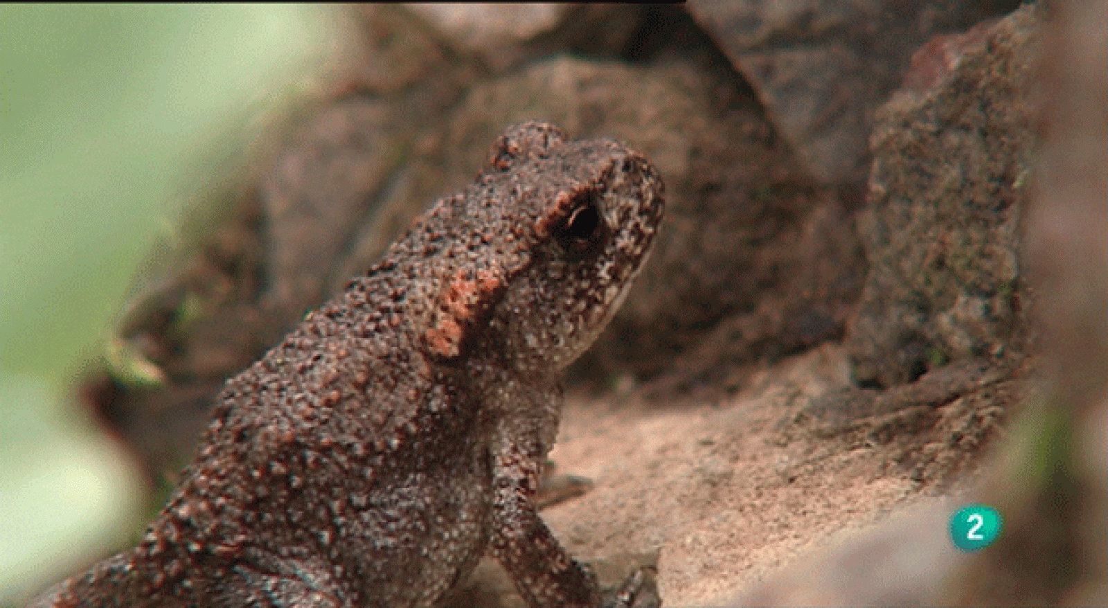 La aventura del saber. Cuaderno de Gaia: Ranas y sapos