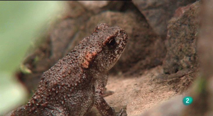 La aventura del Saber - Ranas y sapos