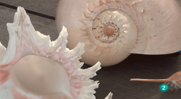 La aventura del Saber - Moluscos marinos