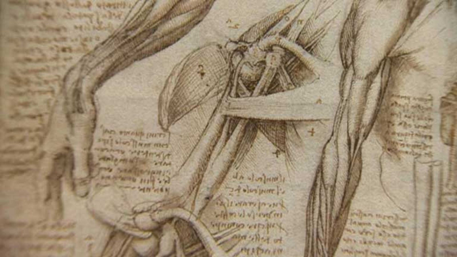 Una exposición que deja ver una faceta de Leonardo Da Vinci: La anatomía del cuerpo humano | Ver
