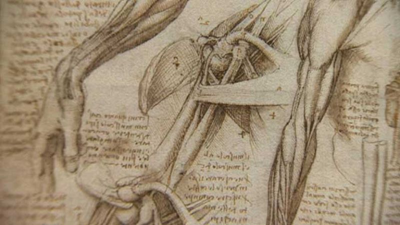 Una exposición que deja ver una faceta de Leonardo Da Vinci: La anatomía del cuerpo humano | Ver