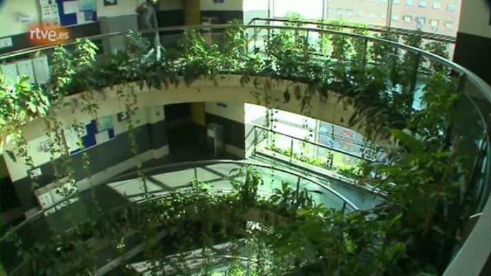 El escarabajo verde - Empleo verde - avance