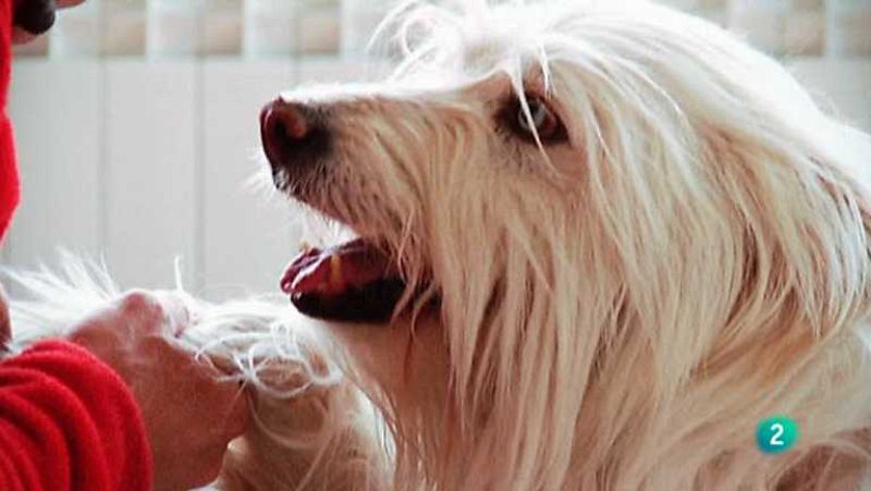 Más que perros y gatos - T2 - Capítulo 3 - ver ahora