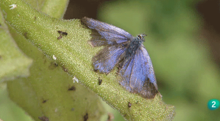 La aventura del Saber - Plantas Insectívoras