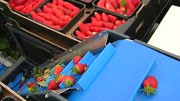 Informativo 24h - Investigadores andaluces diseñan un robot para recoger fresas