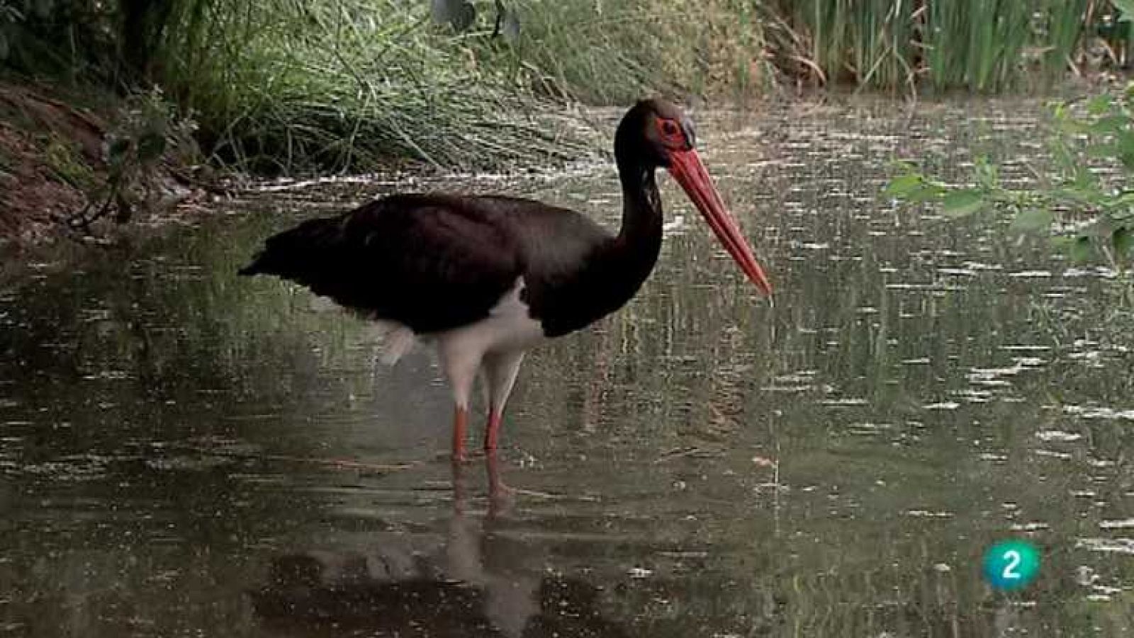 Biodiario - 08/05/12 - ver ahora